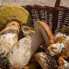 Naturisme en Dordogne : ouvrez-vous l'appétit !
