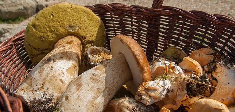 Naturisme en Dordogne : ouvrez-vous l'appétit !